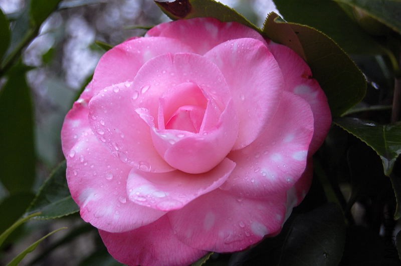DSC_81140116.JPG