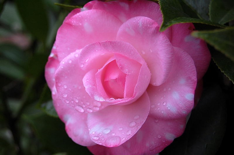 DSC_81220124.JPG