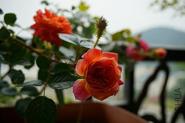 DSC01720_����.jpg
