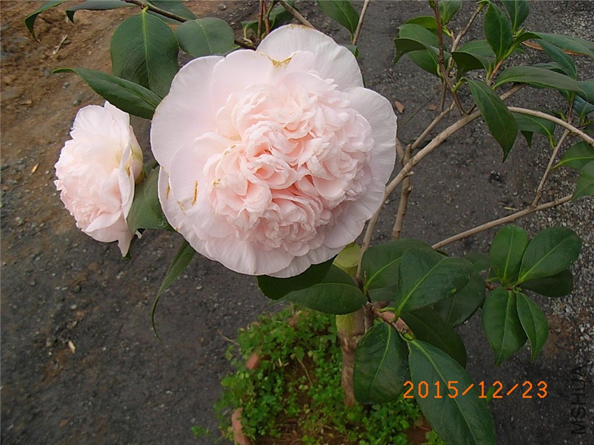 ����֮�� (1).JPG