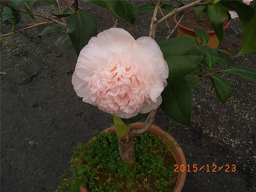 ����֮�� (2).JPG