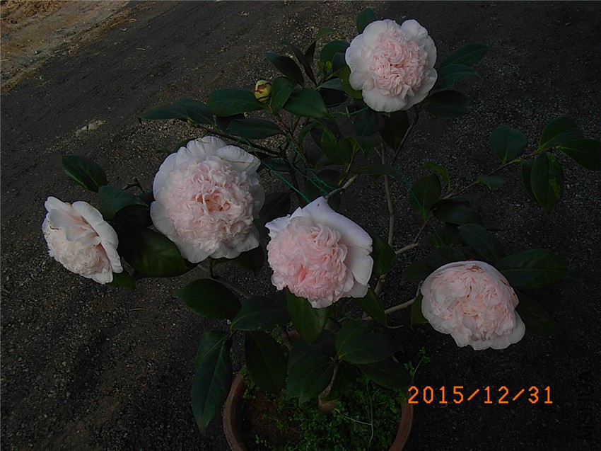 ����֮�� (7).JPG