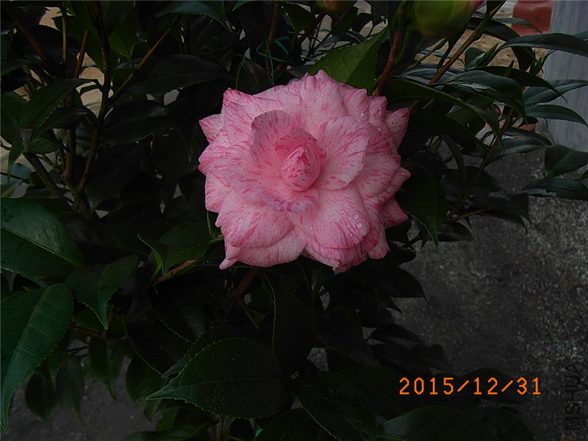 �ɱ��� (1).JPG