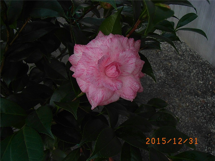 �ɱ��� (2).JPG