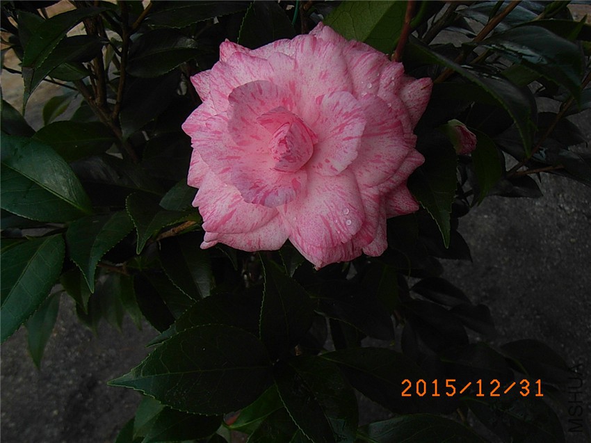 �ɱ��� (3).JPG