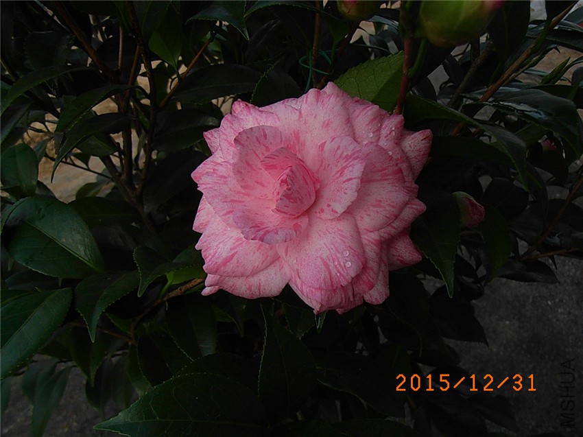 �ɱ��� (4).JPG