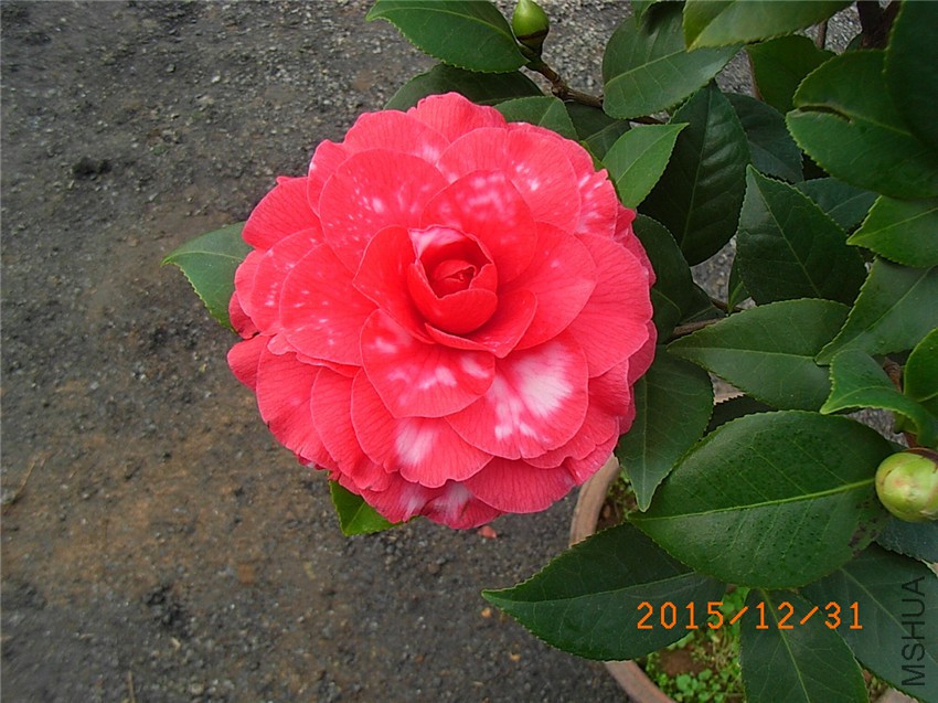 ������ (1).JPG