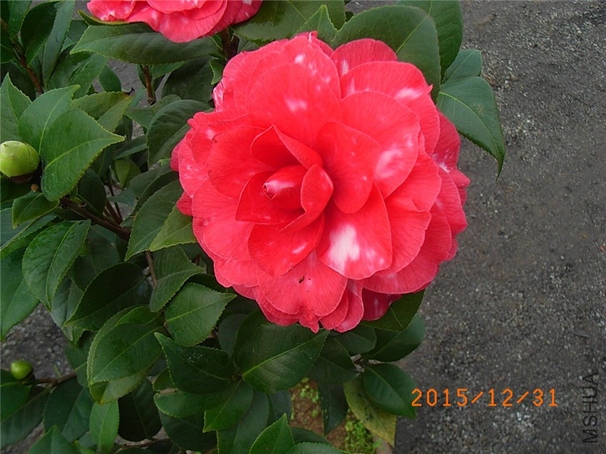 ������ (2).JPG