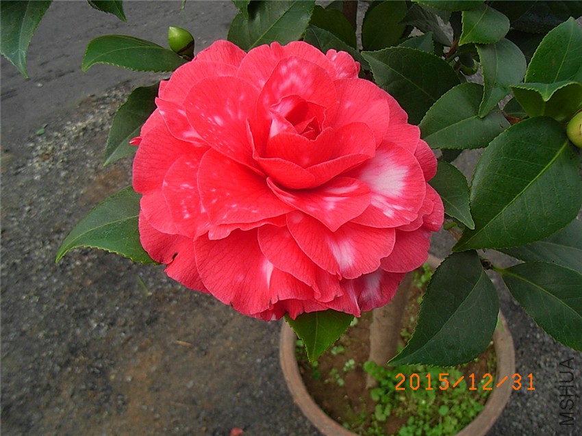 ������ (3).JPG