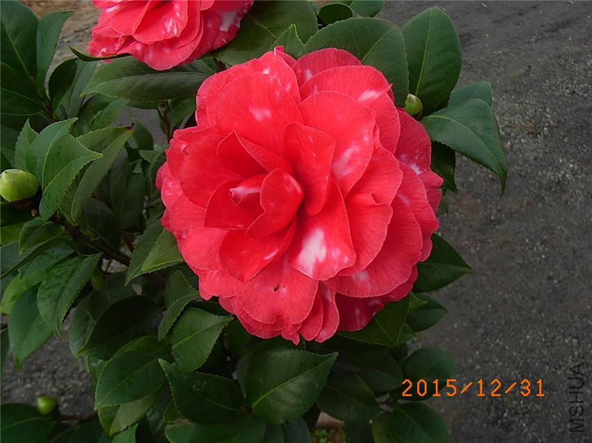 ������ (4).JPG