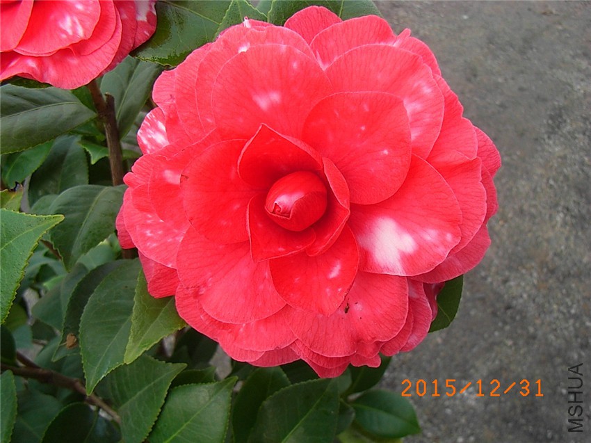 ������ (5).JPG