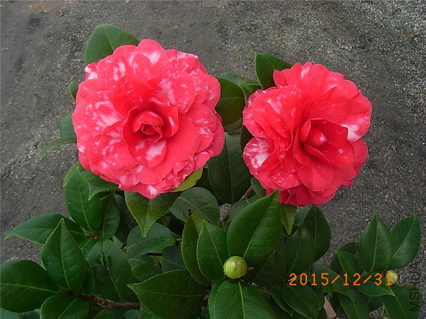 ������ (6).JPG