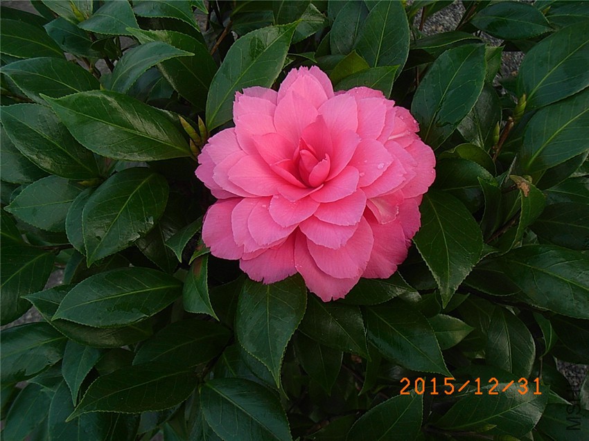 ���� (1).JPG