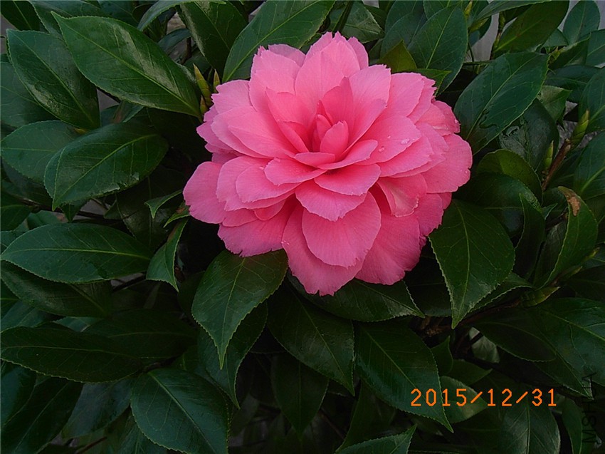 ���� (2).JPG