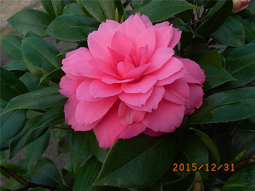 ���� (3).JPG