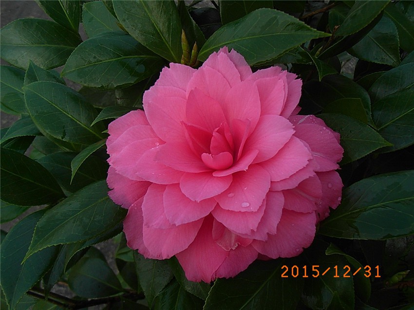 ���� (4).JPG