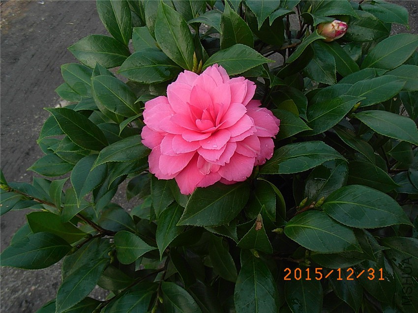 ���� (5).JPG