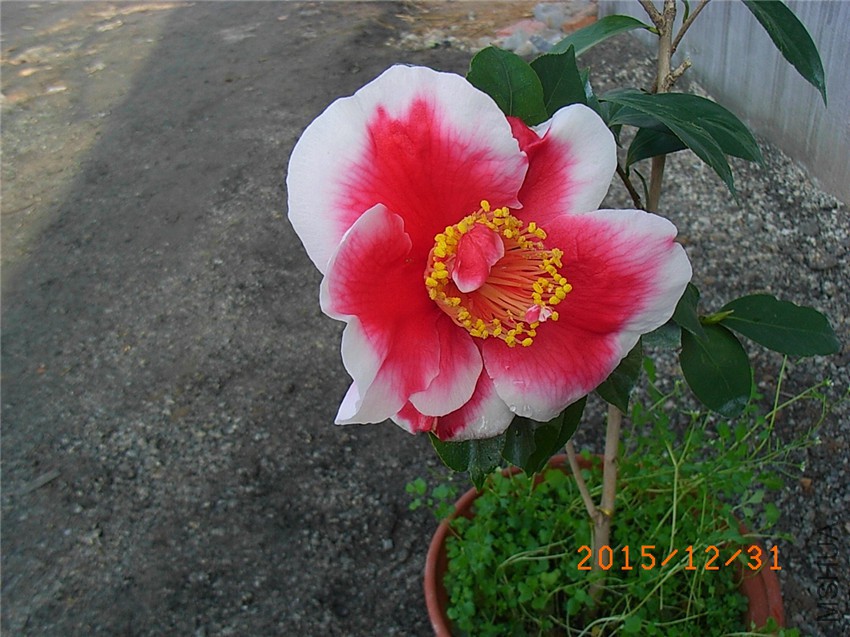 ������ (2).JPG