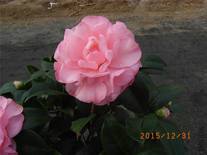 ţ���µ�ʯ (1).JPG