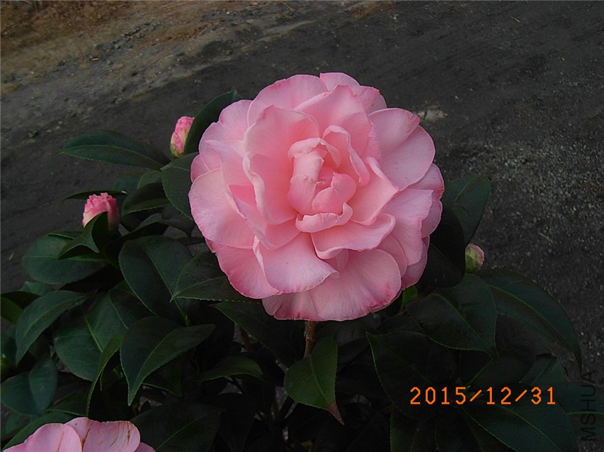 ţ���µ�ʯ (2).JPG