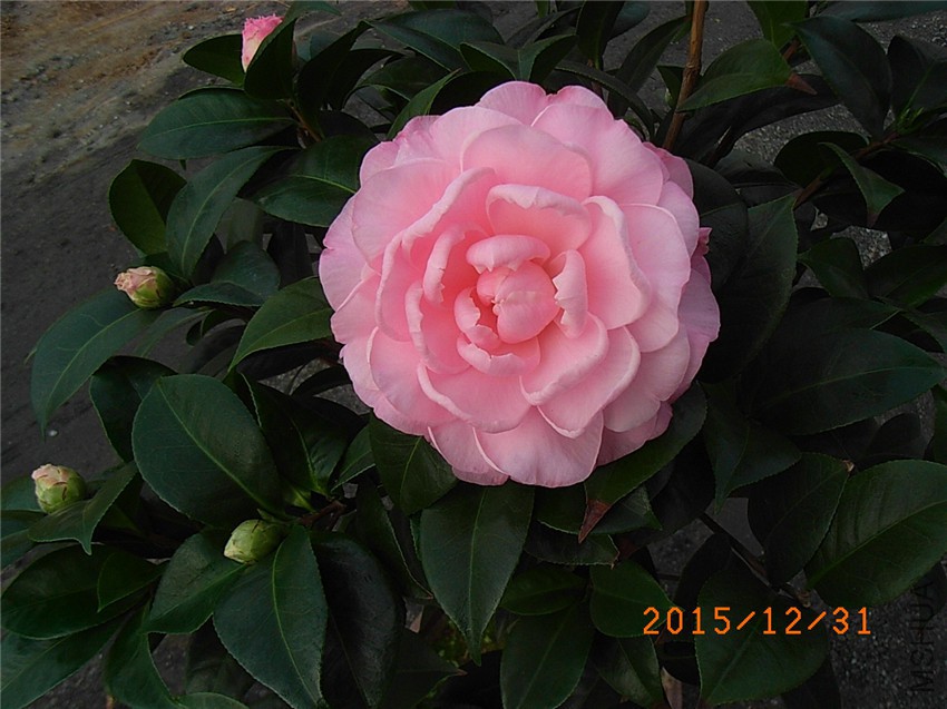 ţ���µ�ʯ (3).JPG