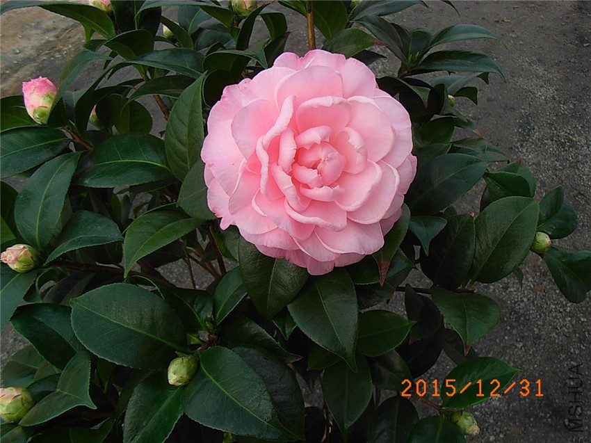 ţ���µ�ʯ (4).JPG