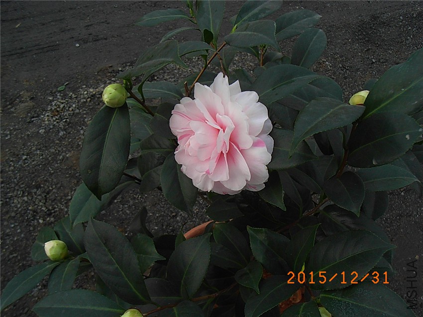 ���� (1).JPG