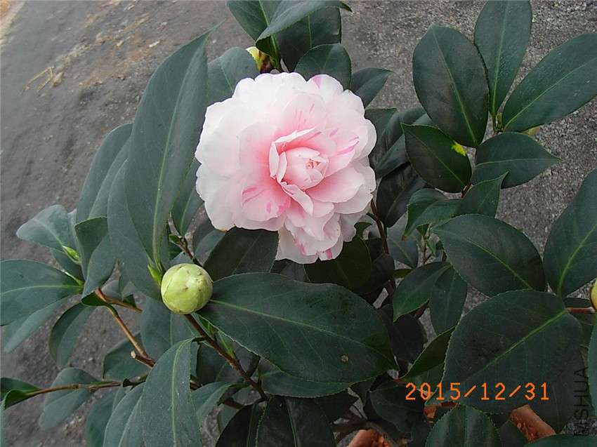 ���� (2).JPG