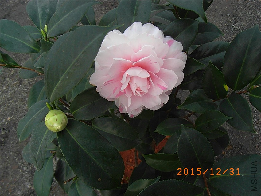 ���� (3).JPG