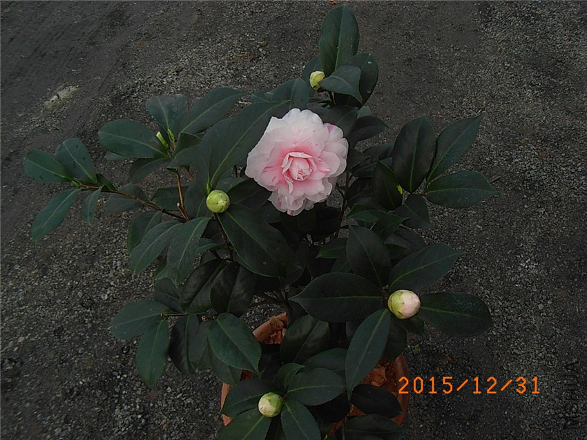 ���� (4).JPG