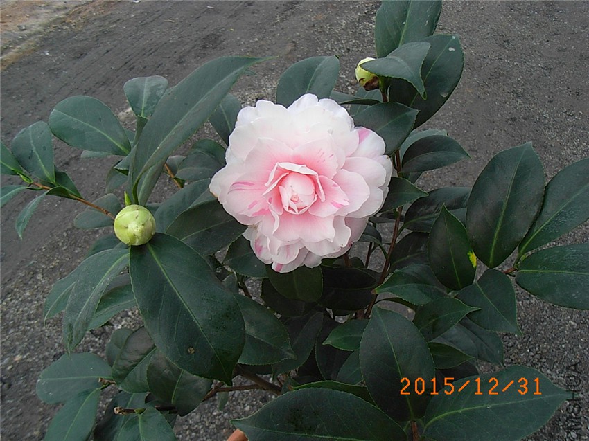 ���� (6).JPG