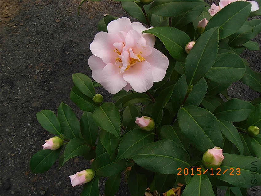 ������� (1).JPG