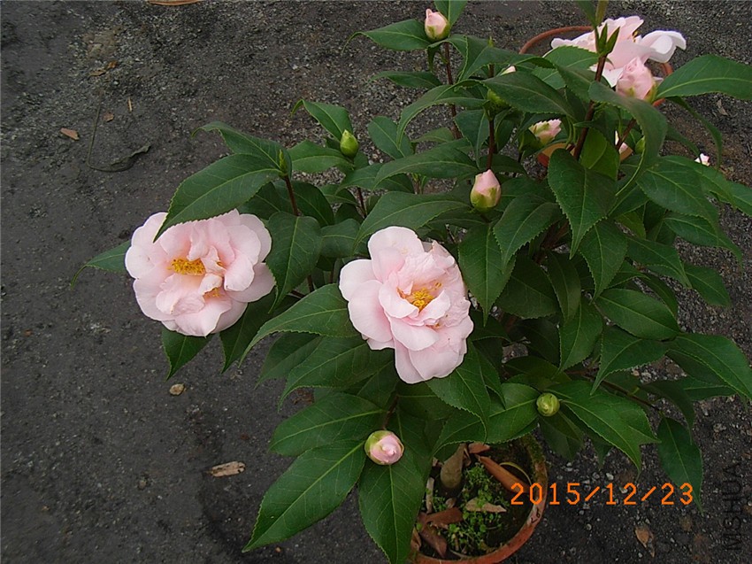 ������� (2).JPG