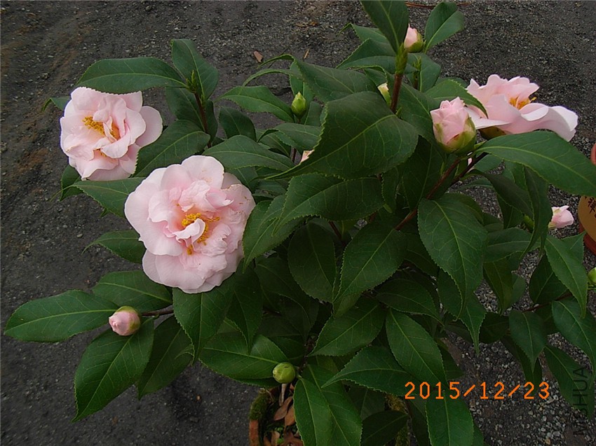 ������� (3).JPG