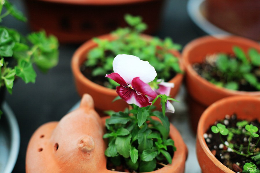 1052.jpg