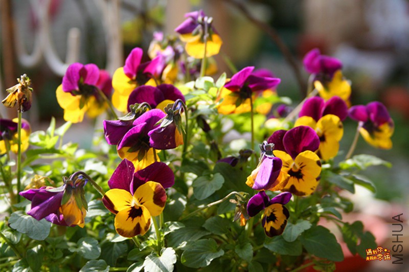 ��Ƭ 055_����.jpg