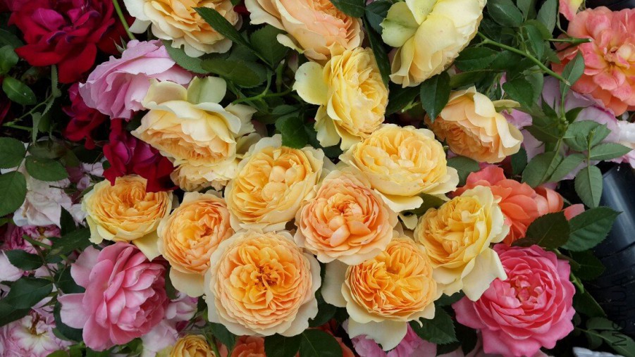 �����ﻨͼ