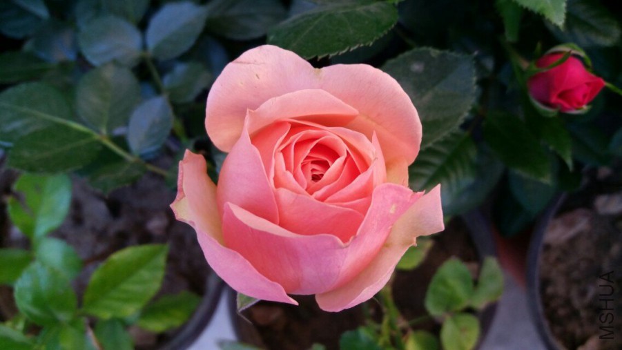 ��������ͼ