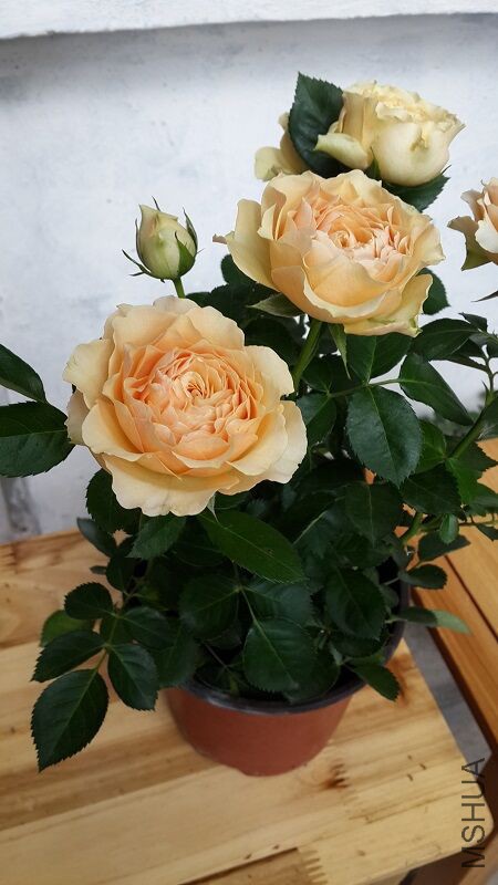 ��������ͼ