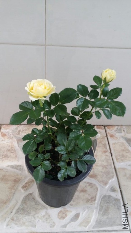 ��������ͼ