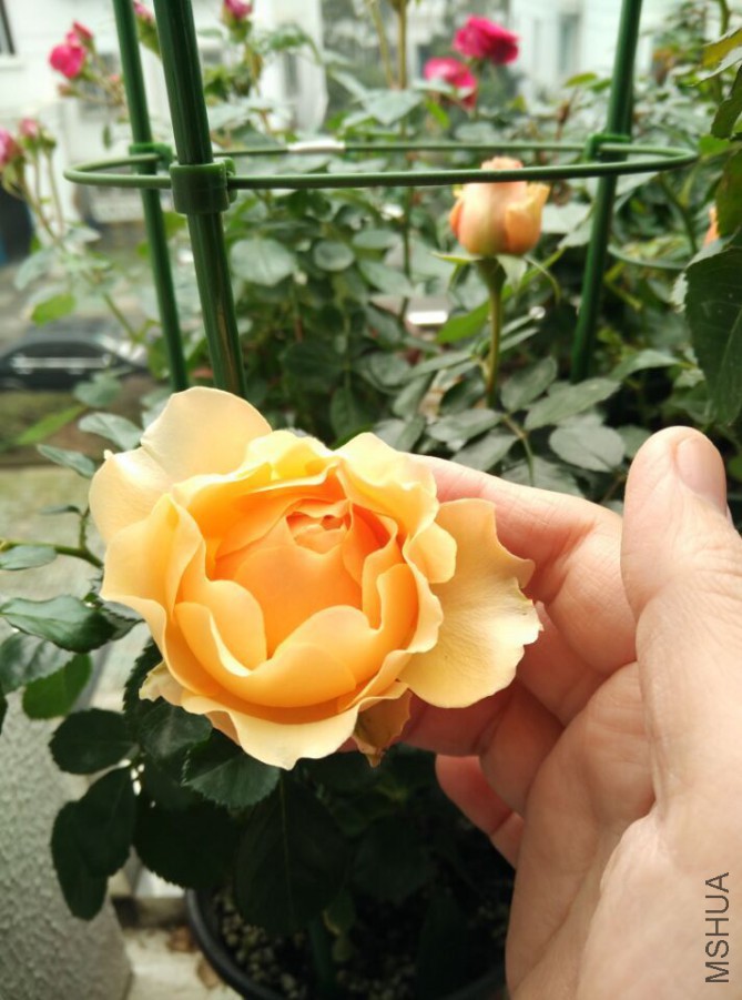 �����ﻨͼ