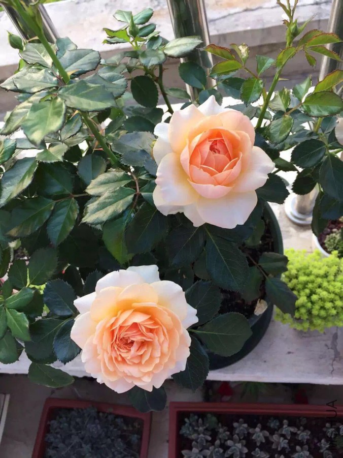 ��������ͼ