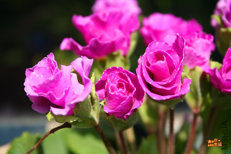 ��Ƭ 017_����.jpg