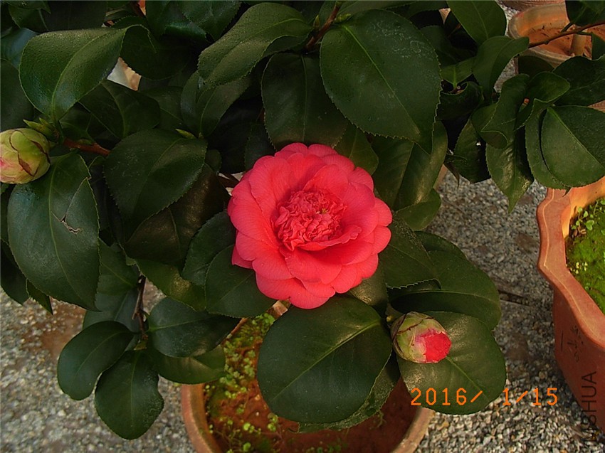 ���ƺ� (1).JPG