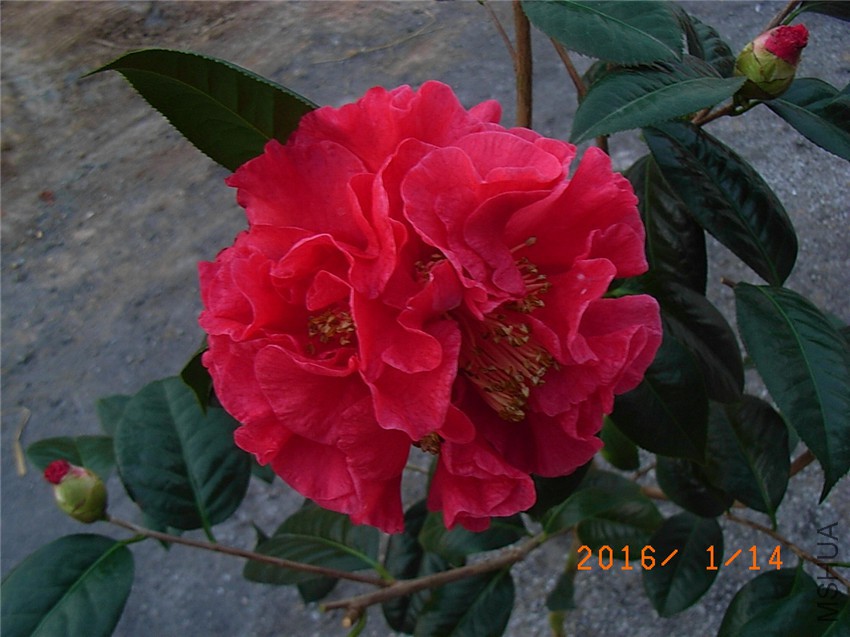 ����˹ (1).JPG