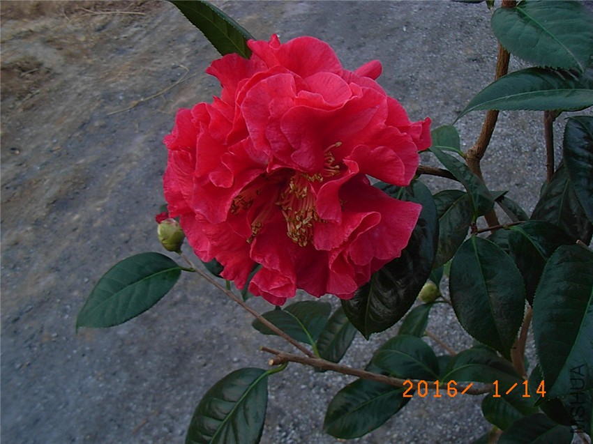 ����˹ (2).JPG