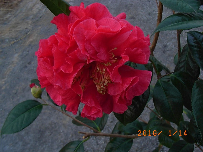 ����˹ (3).JPG