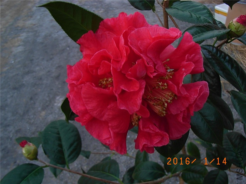 ����˹ (4).JPG