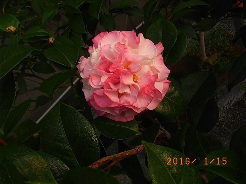 ���� (2).JPG