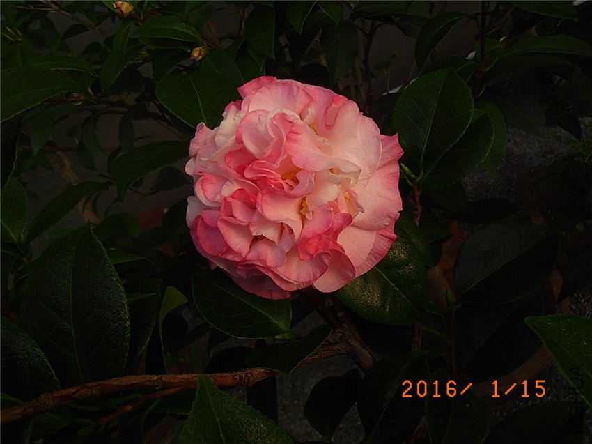 ���� (3).JPG